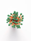 OLIVE APOTHECARY MATCHES